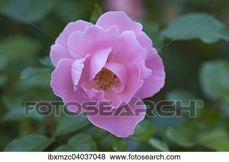 Rosa Rosenblute (Rosa) View Large Photo Image Stock Photo - Rosa Rosenblute (Rosa). Fotosearch