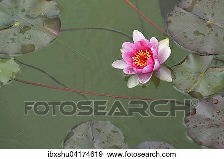 Rosa Seerose (Nymphaea sp. ), Schweiz, Europa View Large Photo Image Stock Photo - Rosa Seerose (Nymphaea sp. ), Schweiz, Europa. Fotosearch