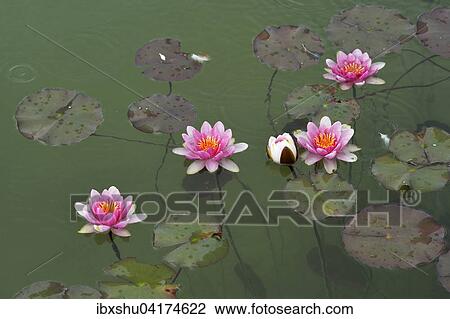Rosa Seerosen (Nymphaea sp. ), Schweiz, Europa View Large Photo Image Stock Image - Rosa Seerosen (Nymphaea sp. ), Schweiz, Europa. Fotosearch