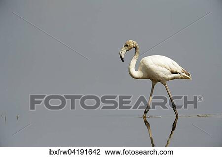 Rosaflamingo (Phoenicopterus roseus), Jungvogel, im Wasser schreitend, Lake Nakuru Nationalpark, Kenia, Afrika View Large Photo Image Stock Image - Rosaflamingo (Phoenicopterus roseus), Jungvogel, im Wasser schreitend, Lake Nakuru Nationalpark, Kenia, Afrika. Fotosearch