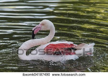 Rosaflamingo (Phoenicopterus roseus), captive, Baden-Wurttemberg, Deutschland, Europa View Large Photo Image Stock Image - Rosaflamingo (Phoenicopterus roseus), captive, Baden-Wurttemberg, Deutschland, Europa. Fotosearch