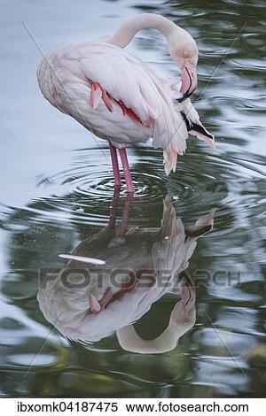 Rosaflamingo (Phoenicopterus roseus) bei der Gefiederpflege, captive, Baden-Wurttemberg, Deutschland, Europa View Large Photo Image Stock Photography - Rosaflamingo (Phoenicopterus roseus) bei der Gefiederpflege, captive, Baden-Wurttemberg, Deutschland, Europa. Fotosearch