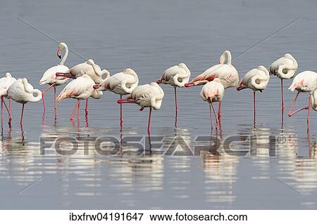 Rosaflamingos (Phoenicopterus roseus), schlafend auf einem Bein, Lake Nakuru Nationalpark, Kenia, Afrika View Large Photo Image Stock Photo - Rosaflamingos (Phoenicopterus roseus), schlafend auf einem Bein, Lake Nakuru Nationalpark, Kenia, Afrika. Fotosearch