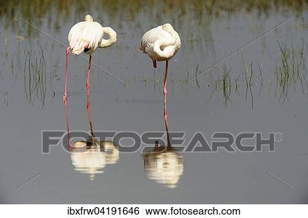 Stock Photograph - Rosaflamingos (Phoenicopterus roseus), mit Spiegelbild, Lake Nakuru Nationalpark, Kenia, Afrika. Fotosearch