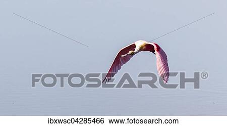 Rosaloffler (Ajaia ajaja), Ding Darling National Wildlife Refuge, Sanibel Island, Florida, USA, Nordamerika View Large Photo Image Stock Photograph - Rosaloffler (Ajaia ajaja), Ding Darling National Wildlife Refuge, Sanibel Island, Florida, USA, Nordamerika. Fotosearch