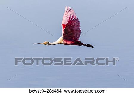 Rosaloffler (Ajaia ajaja), im Flug, Ding Darling National Wildlife Refuge, Sanibel Island, Florida, USA, Nordamerika View Large Photo Image Picture - Rosaloffler (Ajaia ajaja), im Flug, Ding Darling National Wildlife Refuge, Sanibel Island, Florida, USA, Nordamerika. Fotosearch