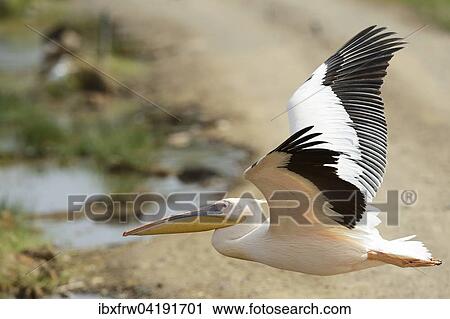 Rosapelikan (Pelecanus onocrotalus), im Flug, Lake Nakuru Nationalpark, Kenia, Afrika View Large Photo Image Stock Image - Rosapelikan (Pelecanus onocrotalus), im Flug, Lake Nakuru Nationalpark, Kenia, Afrika. Fotosearch