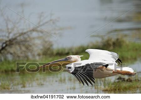 Rosapelikan (Pelecanus onocrotalus), im Flug, Lake Nakuru Nationalpark, Kenia, Afrika View Large Photo Image Stock Image - Rosapelikan (Pelecanus onocrotalus), im Flug, Lake Nakuru Nationalpark, Kenia, Afrika. Fotosearch