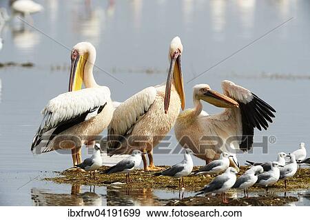 Rosapelikane (Pelecanus onocrotalus), bei der Gefiederpflege, Lake Nakuru Nationalpark, Kenia, Afrika View Large Photo Image Stock Photo - Rosapelikane (Pelecanus onocrotalus), bei der Gefiederpflege, Lake Nakuru Nationalpark, Kenia, Afrika. Fotosearch
