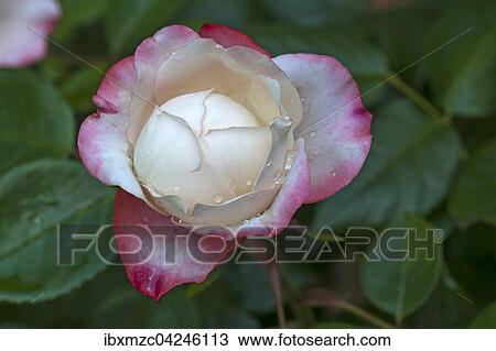 Rose (Rosa) mit Wassertropfen, Deutschland, Europa View Large Photo Image Stock Image - Rose (Rosa) mit Wassertropfen, Deutschland, Europa. Fotosearch