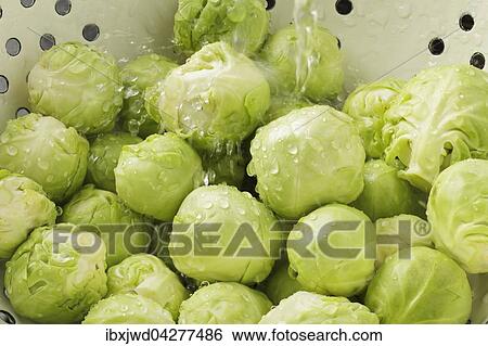 Stock Photograph - Rosenkohl im Sieb, unter fliessendem Wasser. Fotosearch