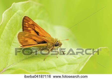 Stock Photograph - Rostfarbiger Dickkopffalter (Ochlodes sylvanus) sitzt auf einem grunen Blatt, Nordrhein-Westfalen, Deutschland, Europa. Fotosearch