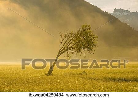 Rotbuche (Fagus sylvatica), Wetterbuche, Lorettowiesen, Oberstdorf, Allgau, Bayern, Deutschland, Europa View Large Photo Image Picture - Rotbuche (Fagus sylvatica), Wetterbuche, Lorettowiesen, Oberstdorf, Allgau, Bayern, Deutschland, Europa. Fotosearch