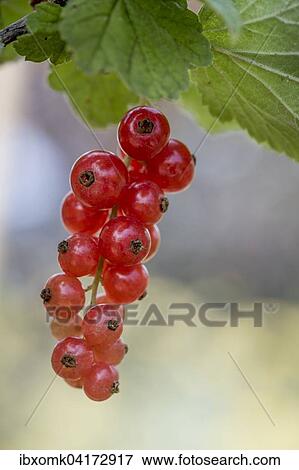 Rote Johannisbeere oder Garten-Johannisbeere (Ribes rubrum), Baden-Wurttemberg, Deutschland, Europa View Large Photo Image Stock Photo - Rote Johannisbeere oder Garten-Johannisbeere (Ribes rubrum), Baden-Wurttemberg, Deutschland, Europa. Fotosearch