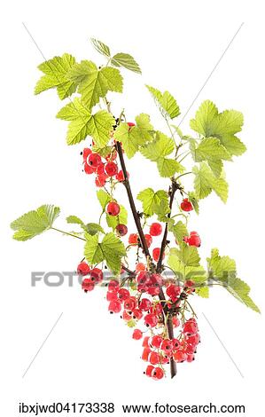Rote Johannisbeeren View Large Photo Image Stock Photo - Rote Johannisbeeren. Fotosearch
