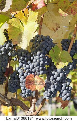 Rote Weintrauben am Rebstock im Herbst, Esslingen, Baden-Wurttemberg, Deutschland, Europa View Large Photo Image Picture - Rote Weintrauben am Rebstock im Herbst, Esslingen, Baden-Wurttemberg, Deutschland, Europa. Fotosearch