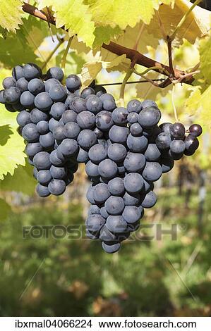 Rote Weintrauben am Rebstock im Herbst, Uhlbach, Stuttgart, Baden-Wurttemberg, Deutschland, Europa View Large Photo Image Picture - Rote Weintrauben am Rebstock im Herbst, Uhlbach, Stuttgart, Baden-Wurttemberg, Deutschland, Europa. Fotosearch