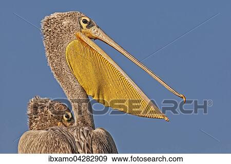 Stock Photo - Rotelpelikane (Pelecanus rufescens), Portrat, Okavango Delta, Botswana, Afrika. Fotosearch