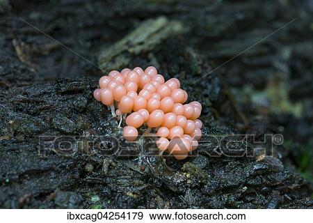 Roter Kugelschleimpilz (Arcyria ferruginea) auf verrottendem Totholz, Naturschutzgebiet Monchbruch, Russelsheim, Hessen, Deutschland, Europa View Large Photo Image Stock Photo - Roter Kugelschleimpilz (Arcyria ferruginea) auf verrottendem Totholz, Naturschutzgebiet Monchbruch, Russelsheim, Hessen, Deutschland, Europa. Fotosearch