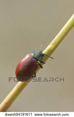 Roter Weidenblattkafer (Melasoma populi), Emsland, Niedersachsen, Deutschland, Europa View Large Photo Image Stock Image - Roter Weidenblattkafer (Melasoma populi), Emsland, Niedersachsen, Deutschland, Europa. Fotosearch