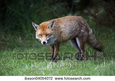 Rotfuchs (Vulpes vulpes), adult, wachsam, Surrey, England, Grossbritannien, Europa View Large Photo Image Stock Image - Rotfuchs (Vulpes vulpes), adult, wachsam, Surrey, England, Grossbritannien, Europa. Fotosearch