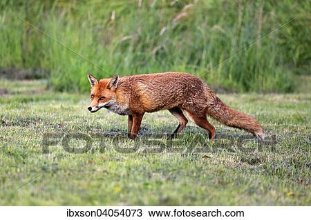 Rotfuchs (Vulpes vulpes), adult, Surrey, England, Grossbritannien, Europa View Large Photo Image Stock Image - Rotfuchs (Vulpes vulpes), adult, Surrey, England, Grossbritannien, Europa. Fotosearch