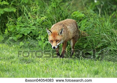 Rotfuchs (Vulpes vulpes), adult, Surrey, England, Grossbritannien, Europa View Large Photo Image Stock Image - Rotfuchs (Vulpes vulpes), adult, Surrey, England, Grossbritannien, Europa. Fotosearch
