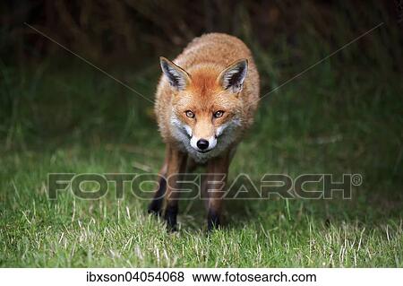 Rotfuchs (Vulpes vulpes), adult, wachsam, Surrey, England, Grossbritannien, Europa View Large Photo Image Stock Photo - Rotfuchs (Vulpes vulpes), adult, wachsam, Surrey, England, Grossbritannien, Europa. Fotosearch