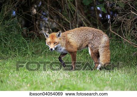 Rotfuchs (Vulpes vulpes), adult, wachsam, Surrey, England, Grossbritannien, Europa View Large Photo Image Stock Photo - Rotfuchs (Vulpes vulpes), adult, wachsam, Surrey, England, Grossbritannien, Europa. Fotosearch