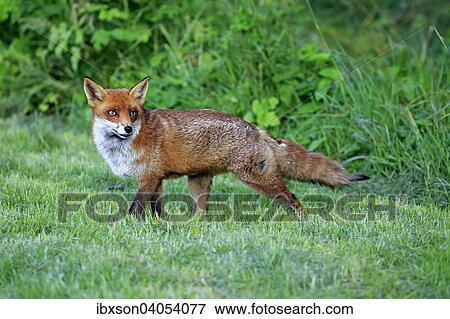 Stock Photo - Rotfuchs (Vulpes vulpes), adult, wachsam, Surrey, England, Grossbritannien, Europa. Fotosearch