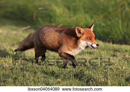 Stock Photo - Rotfuchs (Vulpes vulpes), adult, pirschend, Surrey, England, Grossbritannien, Europa. Fotosearch