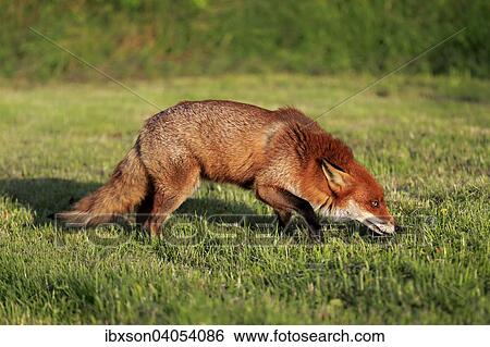 Rotfuchs (Vulpes vulpes), adult, pirschend, Surrey, England, Grossbritannien, Europa View Large Photo Image Stock Photograph - Rotfuchs (Vulpes vulpes), adult, pirschend, Surrey, England, Grossbritannien, Europa. Fotosearch