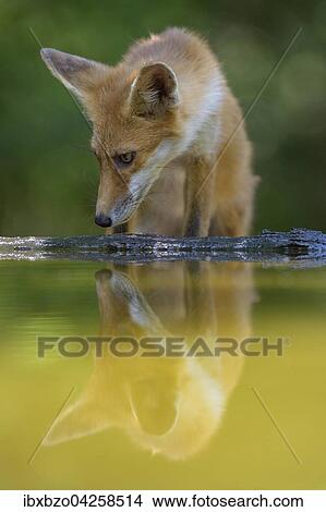 Rotfuchs (Vulpes vulpes), beim Wasser trinken an einem kleinen See im Wald, Nationalpark Kiskunsag, Sudostungarn, Ungarn, Europa View Large Photo Image Picture - Rotfuchs (Vulpes vulpes), beim Wasser trinken an einem kleinen See im Wald, Nationalpark Kiskunsag, Sudostungarn, Ungarn, Europa. Fotosearch