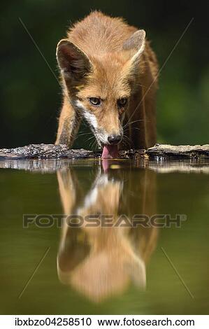 Rotfuchs (Vulpes vulpes), beim Wasser trinken an einem kleinen See im Wald, Nationalpark Kiskunsag, Sudostungarn, Ungarn, Europa View Large Photo Image Stock Image - Rotfuchs (Vulpes vulpes), beim Wasser trinken an einem kleinen See im Wald, Nationalpark Kiskunsag, Sudostungarn, Ungarn, Europa. Fotosearch
