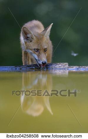 Rotfuchs (Vulpes vulpes), beim Wasser trinken an einem kleinen See im Wald, Nationalpark Kiskunsag, Sudostungarn, Ungarn, Europa View Large Photo Image Stock Photo - Rotfuchs (Vulpes vulpes), beim Wasser trinken an einem kleinen See im Wald, Nationalpark Kiskunsag, Sudostungarn, Ungarn, Europa. Fotosearch