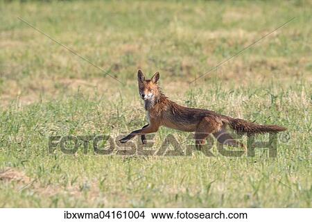 Rotfuchs (Vulpes vulpes), Fuchsrude, Hessen, Deutschland, Europa View Large Photo Image Picture - Rotfuchs (Vulpes vulpes), Fuchsrude, Hessen, Deutschland, Europa. Fotosearch