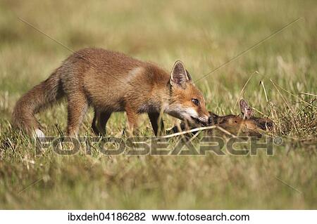Rotfuchs (Vulpes vulpes) Jungtier, 3 Monate alt, frisst an Rehkitz (Capreolus capreolus) auf abgemahter Wiese, Allgau, Bayern, Deutschland, Europa View Large Photo Image Stock Image - Rotfuchs (Vulpes vulpes) Jungtier, 3 Monate alt, frisst an Rehkitz (Capreolus capreolus) auf abgemahter Wiese, Allgau, Bayern, Deutschland, Europa. Fotosearch