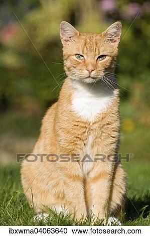 Rotgetigerter Kater, Deutschland, Europa View Large Photo Image Stock Image - Rotgetigerter Kater, Deutschland, Europa. Fotosearch