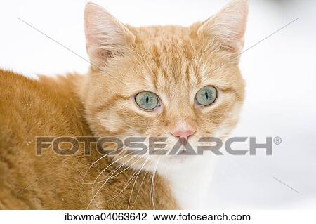 Rotgetigerter Kater, Deutschland, Europa View Large Photo Image Stock Image - Rotgetigerter Kater, Deutschland, Europa. Fotosearch