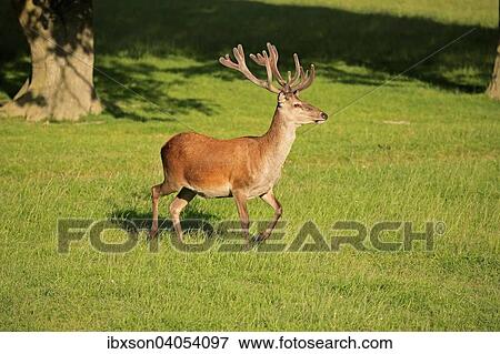 Rothirsch (Cervus elaphus), adult, im Bast, Surrey, England, Grossbritannien, Europa View Large Photo Image Stock Photo - Rothirsch (Cervus elaphus), adult, im Bast, Surrey, England, Grossbritannien, Europa. Fotosearch