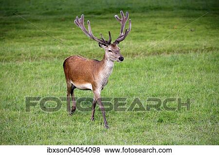 Rothirsch (Cervus elaphus), adult, im Bast, Surrey, England, Grossbritannien, Europa View Large Photo Image Stock Photo - Rothirsch (Cervus elaphus), adult, im Bast, Surrey, England, Grossbritannien, Europa. Fotosearch