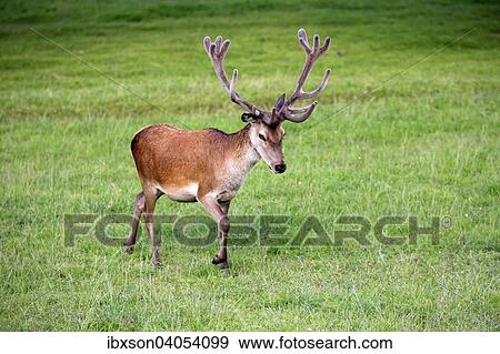 Rothirsch (Cervus elaphus), adult, im Bast, Surrey, England, Grossbritannien, Europa View Large Photo Image Stock Photo - Rothirsch (Cervus elaphus), adult, im Bast, Surrey, England, Grossbritannien, Europa. Fotosearch