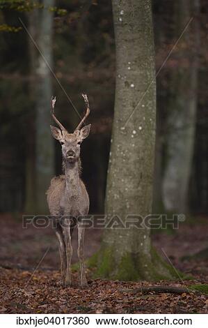 Stock Image - Rothirsch (Cervus elaphus), Daun, Rheinland-Pfalz, Deutschland, Europa. Fotosearch