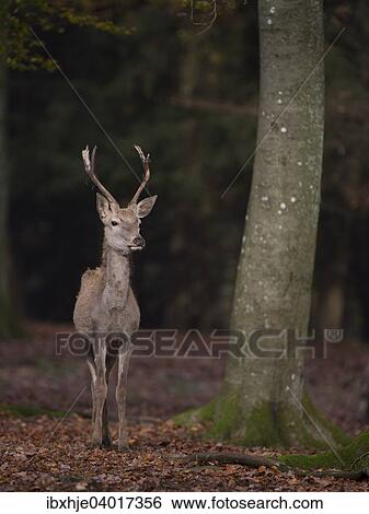 Rothirsch (Cervus elaphus), Daun, Rheinland-Pfalz, Deutschland, Europa View Large Photo Image Stock Photograph - Rothirsch (Cervus elaphus), Daun, Rheinland-Pfalz, Deutschland, Europa. Fotosearch