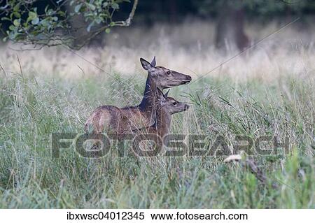 Rothirsch (Cervus elaphus), Hirschkuh mit Kalb, Kopenhagen, Danemark, Europa View Large Photo Image Stock Photography - Rothirsch (Cervus elaphus), Hirschkuh mit Kalb, Kopenhagen, Danemark, Europa. Fotosearch