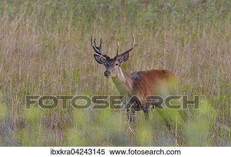 Rothirsch (Cervus elaphus) im hohen Gras, Muhleiten, Niederosterreich, Osterreich, Europa View Large Photo Image Stock Photography - Rothirsch (Cervus elaphus) im hohen Gras, Muhleiten, Niederosterreich, Osterreich, Europa. Fotosearch