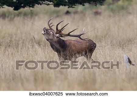 Rothirsch (Cervus elaphus), Kopenhagen, Danemark, Europa View Large Photo Image Stock Photography - Rothirsch (Cervus elaphus), Kopenhagen, Danemark, Europa. Fotosearch