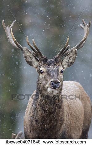 Rothirsch (Cervus elaphus), Vulkaneifel, Rheinland-Pfalz, Deutschland, Europa View Large Photo Image Stock Photo - Rothirsch (Cervus elaphus), Vulkaneifel, Rheinland-Pfalz, Deutschland, Europa. Fotosearch