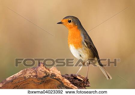 Rotkehlchen (Erithacus rubecula) auf Totholz, Hessen, Deutschland, Europa View Large Photo Image Stock Image - Rotkehlchen (Erithacus rubecula) auf Totholz, Hessen, Deutschland, Europa. Fotosearch
