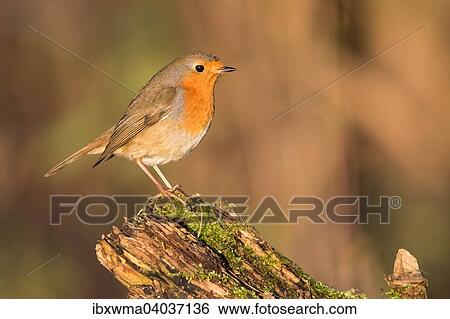 Rotkehlchen (Erithacus rubecula) auf altem Baumstamm, Hessen, Deutschland, Europa View Large Photo Image Stock Photograph - Rotkehlchen (Erithacus rubecula) auf altem Baumstamm, Hessen, Deutschland, Europa. Fotosearch